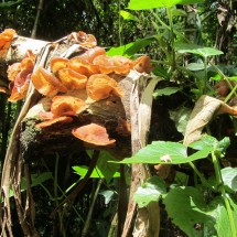 Mushrooms on the hike between Mury and Nova Friburgo